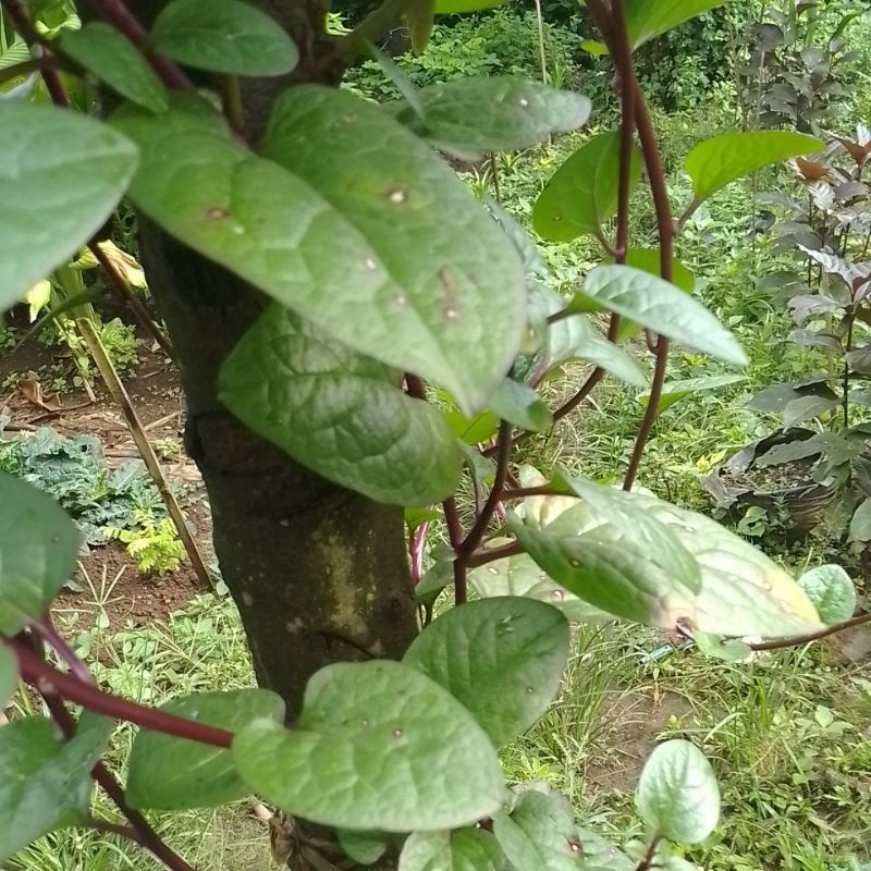 

Ygshop17 Daun Binahong Merah Segar Daun Fresh 100 Gr