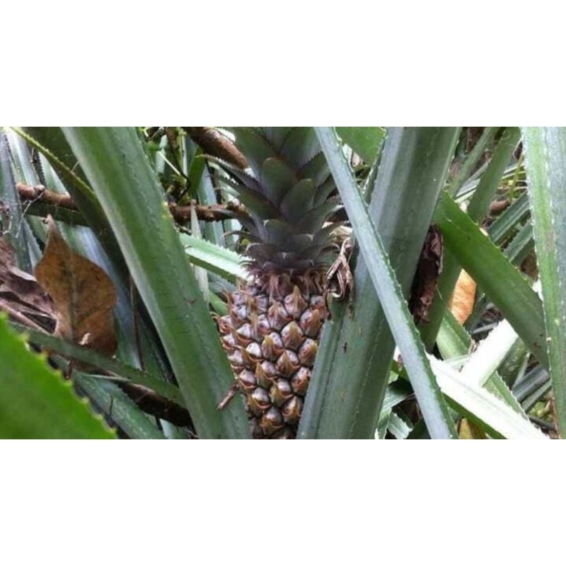 

[1biji]nanas muda fresh langsung dari kebun