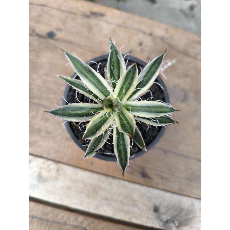 Agave Filifera Mediopicta