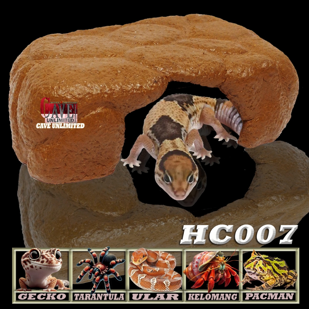HC007 HIDDING CAVE PLACE GOA SEMBUNYI GECKO AFT WHEELERI HIDINGCAVE TEMPAT NGUMPET RUMAH REPTILE ULA