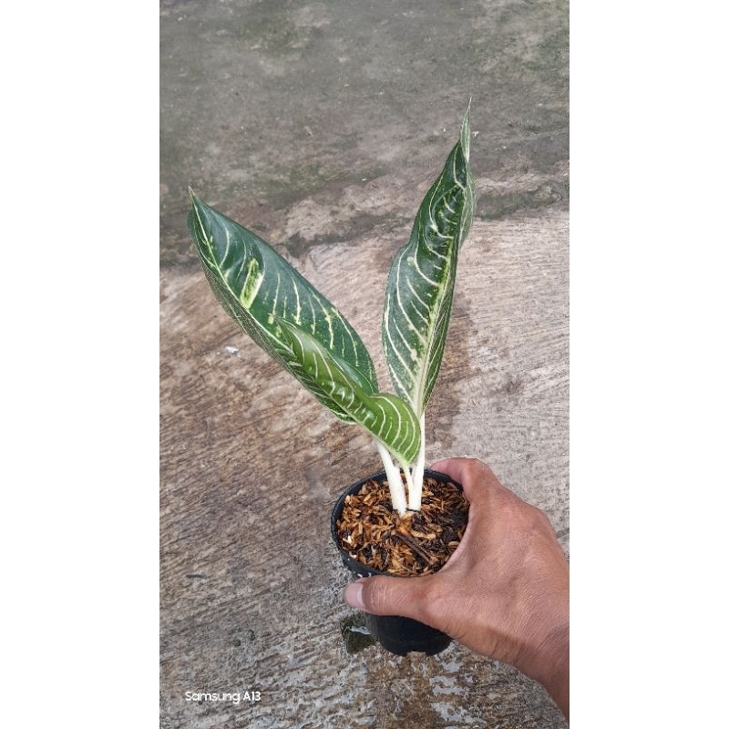 Aglonema POS White/Pride of Sumatra White (Remaja Daun 3) (4)