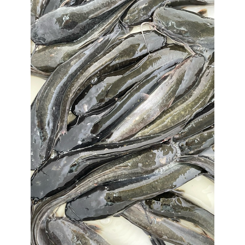 

KIRIM INSTANT Ikan Lele Segar