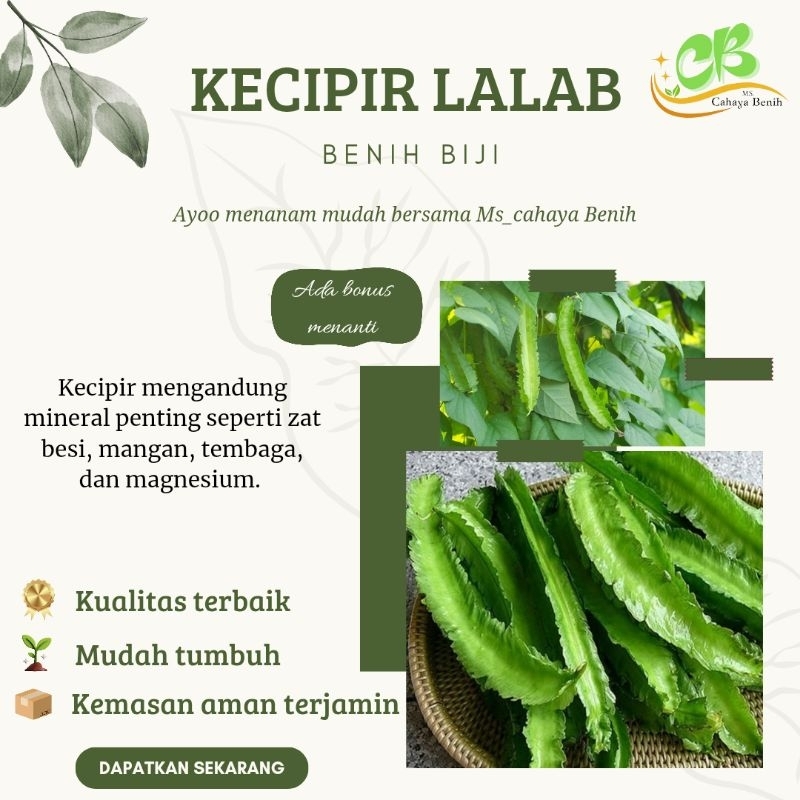 Benih kecipir/cipir paket (1 kg) , bibit kecipir lalap
