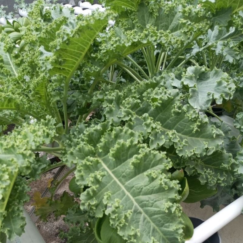 

Daun kale hidroponik