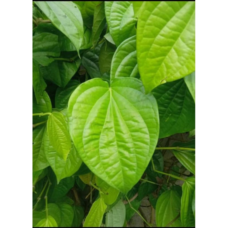 

Daun sirih segar 50 lembar