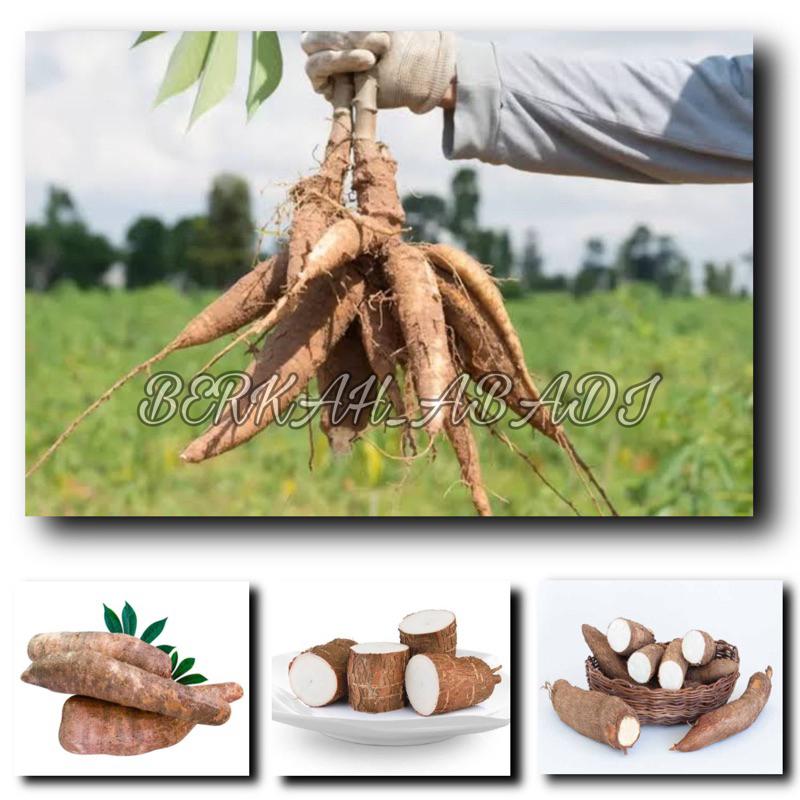 

SINGKONG -SINGKONG SUPER PREMIUM BERKUALITAS BERAT 500GRAM & 1KG /SINGKONG PULEN KUALITAS PETANI LOKAL FRESH & SEHAT / SAYUR-SAYURAN /UMBI-UMBIAN TERMURAH / MAKANAN RINGAN /KERIPIK SINGKONG / SINGKONG MENTAH TERLARIS