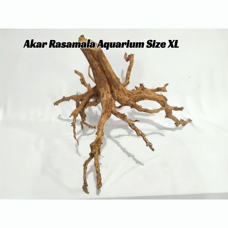 Kayu Rasamala Ukuran XL/Akar Rasamala Aquascape/Akar Aquarium Size XL