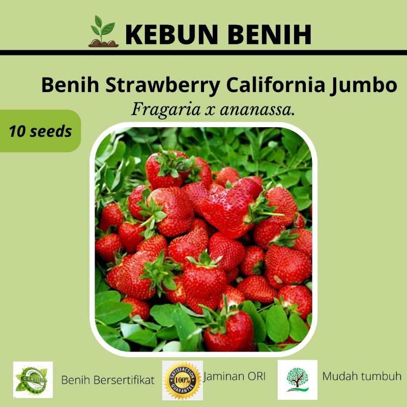 Benih Biji Strawberry California Unggul