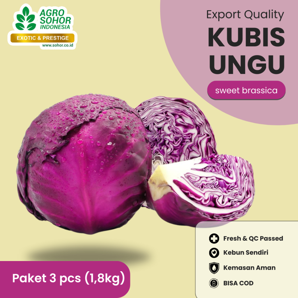 

Kol Ungu - Kubis Ungu Sweet Brassica by Agro Sohor