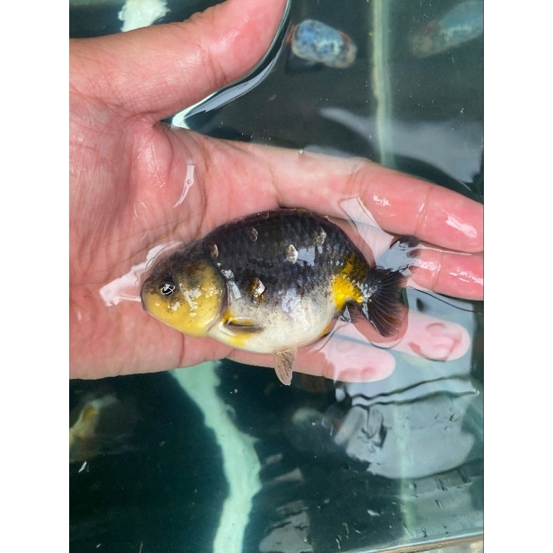 ikan mas koki Ranchu Calico