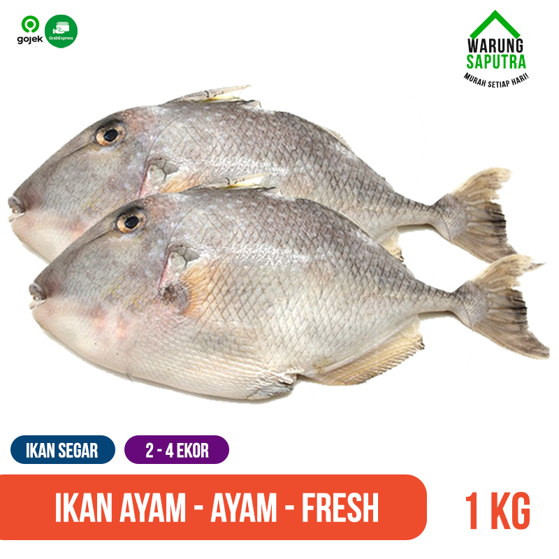 

Ikan Ayam-Ayam / Ikan Kambing/ Ikan Jebong / Ikan Etong Segar Mati 1 kg
