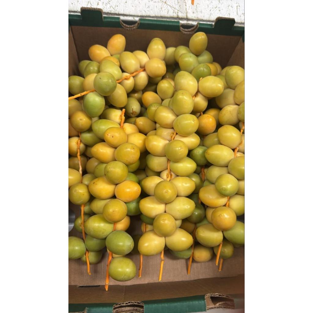 

Kurma Muda Promil Kuning Fresh 1 Kg (Jaminan 100% Asli)