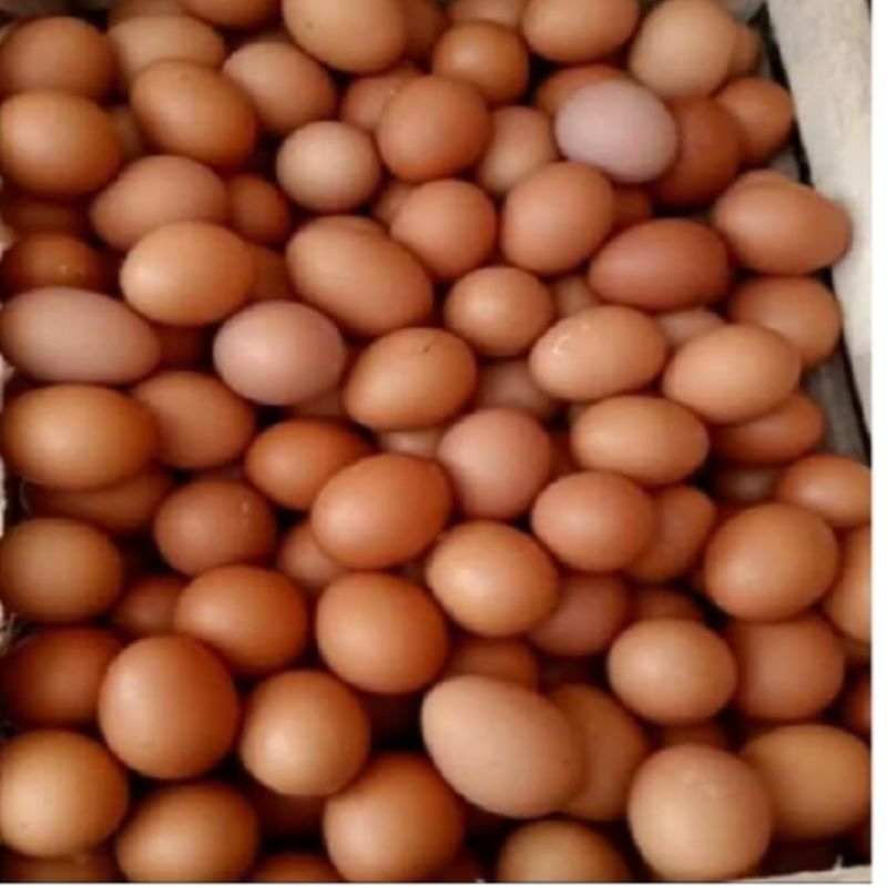 

Telor ayam 1kg