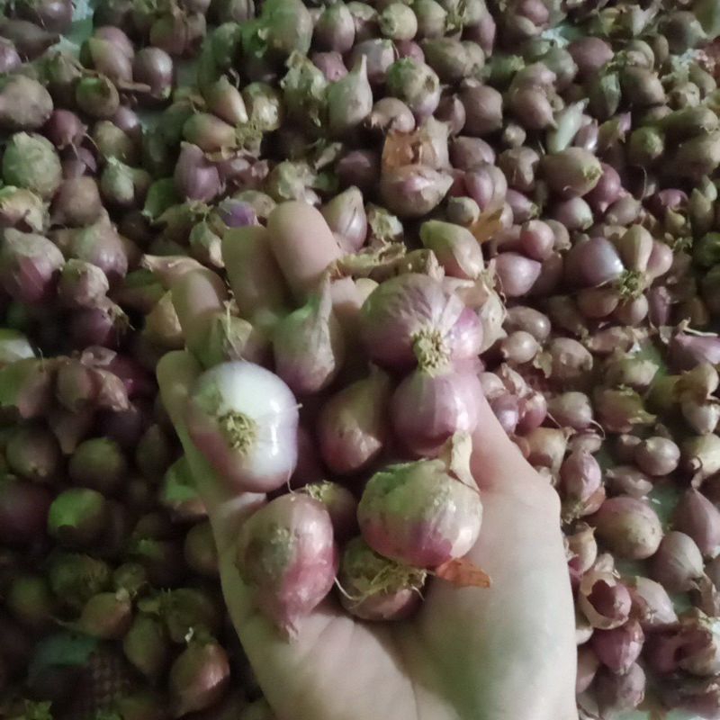 

Bawang merah grade B