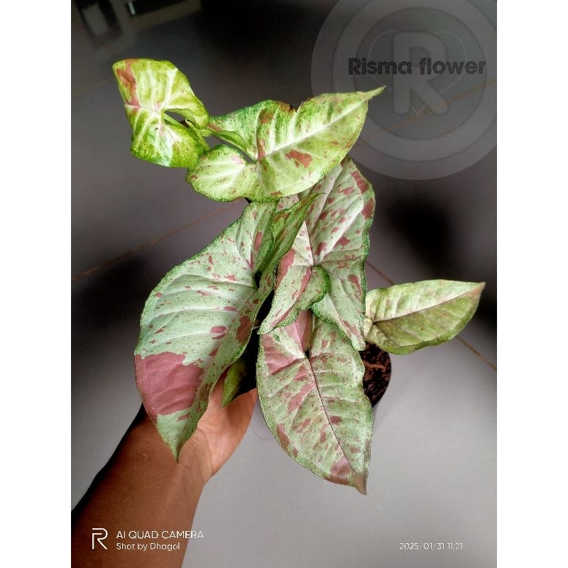 Pohon syngonium milk confetti reallpict / tanaman hias syngonium milk confetti