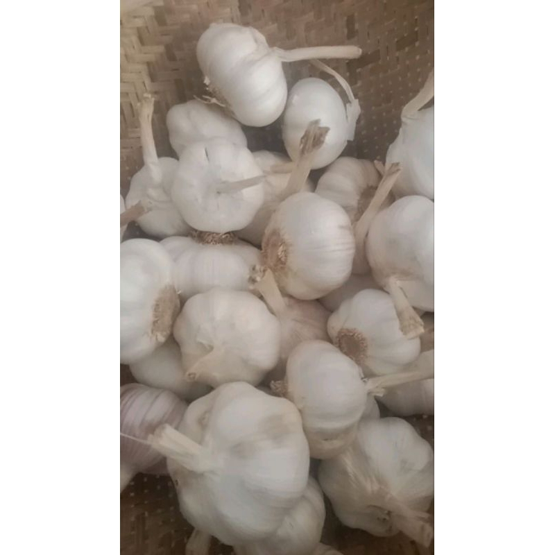 

Bawang Putih Honan / biasa Tangkai 10kg