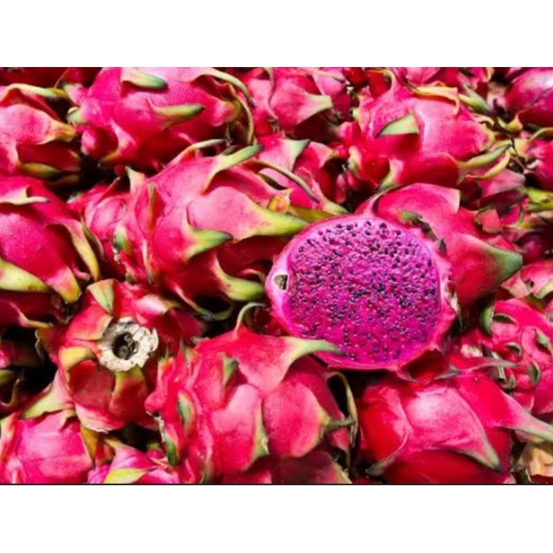 

BUAH NAGA SUPERAN 1 KG TERMURAH