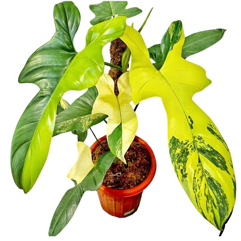 tanaman hias philodendron violin varigata 1 - 2 daun
