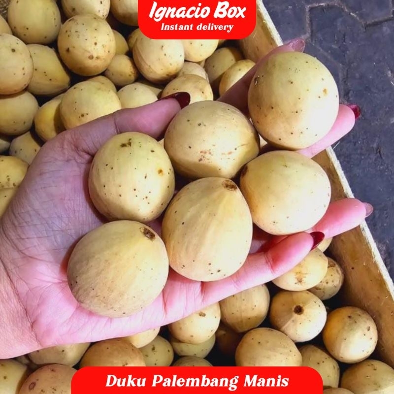 

PAKET DUKU PALEMBANG MANIS