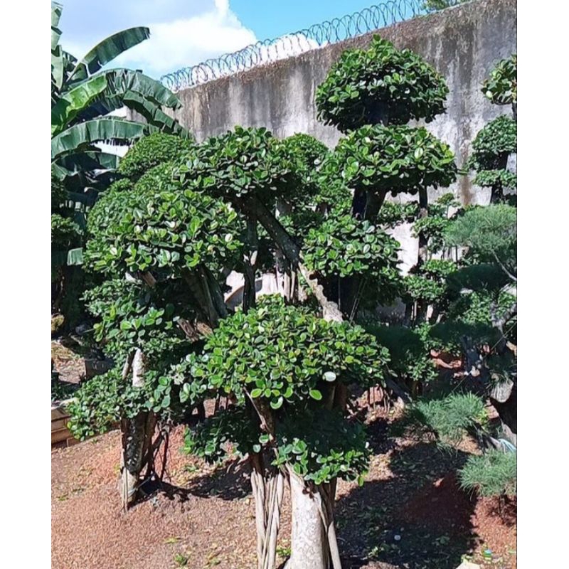 redy pohon bonsai elegen dolar