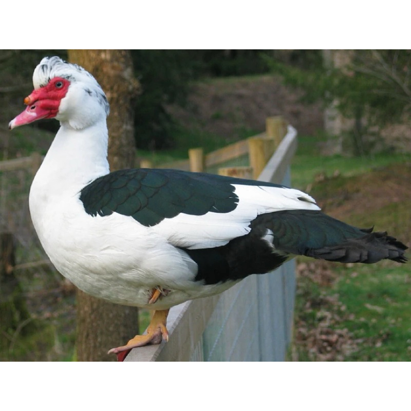 

TELUR TETAS MENTOK RAMBON INDUKAN JUMBO UNTUK DITETASKAN