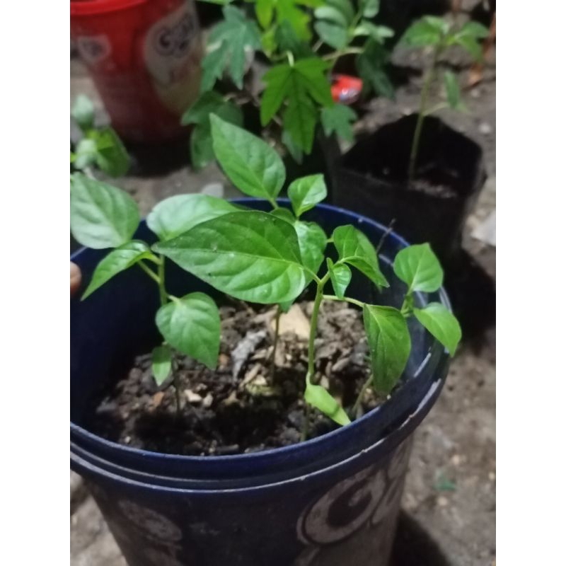 

bibit cabai rawit pedas 5 batang siap tanam