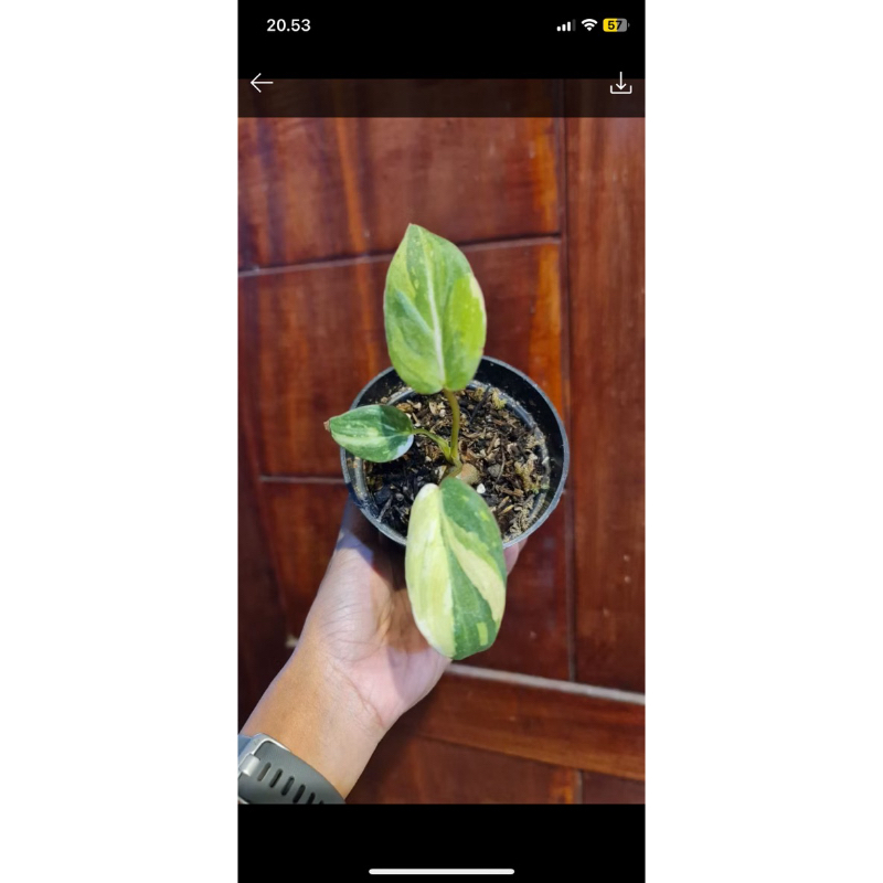 Gloriosum varigata 3 color