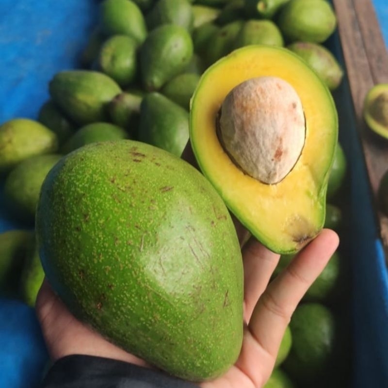 

ALPUKAT MENTEGA | ALPUKAT KHAS BOYOLALI | GRADE A, KUALITASNYA TERJAMIN