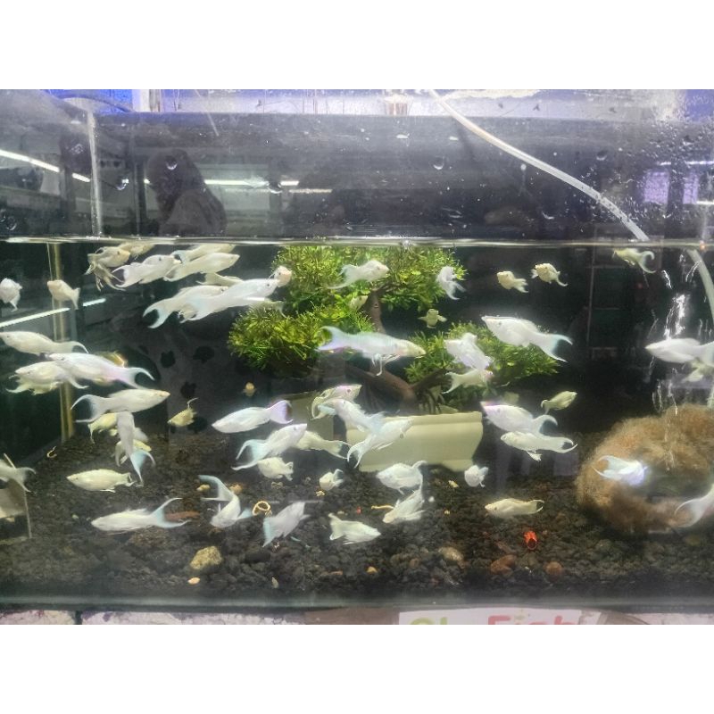 Molly platinum cawang