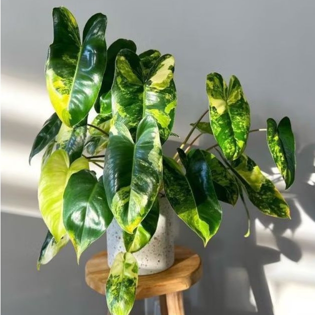 ( BISA COD ) Tanaman Hias Philodendron Burlemarx Philo Brekele varigata / Bunga Hias Philodendroon B