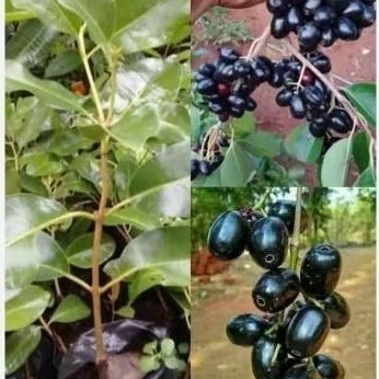 Bibit buah jamblang / Duwet juwet cepat berbuah