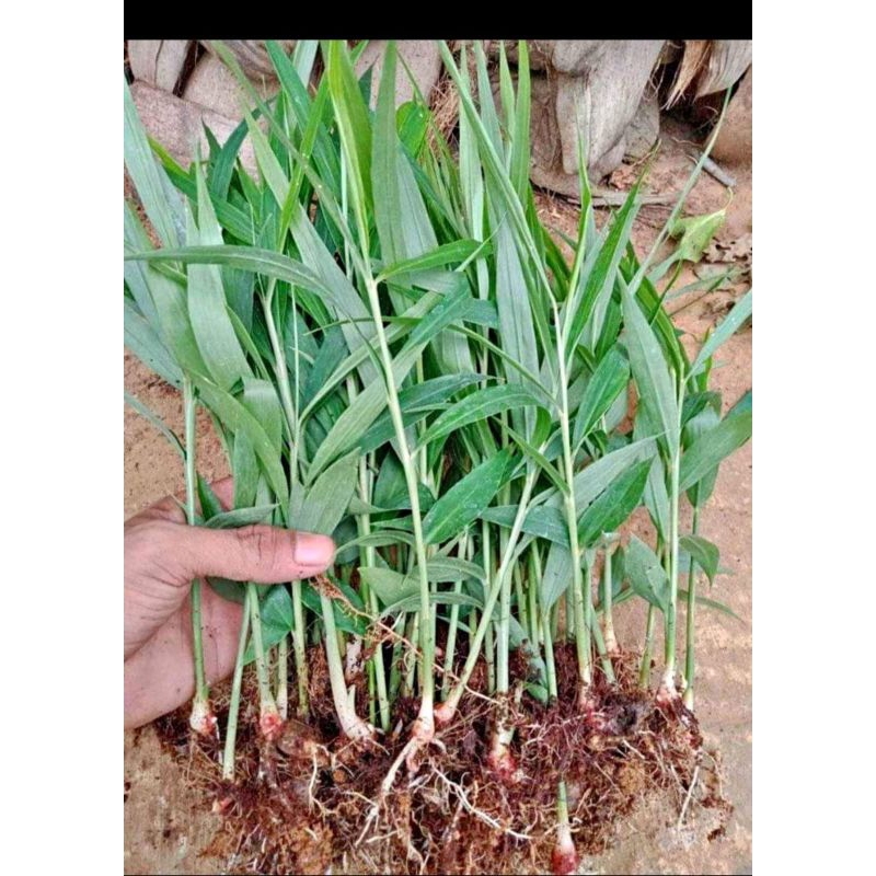 bibit jahe merah tanaman jahe merah