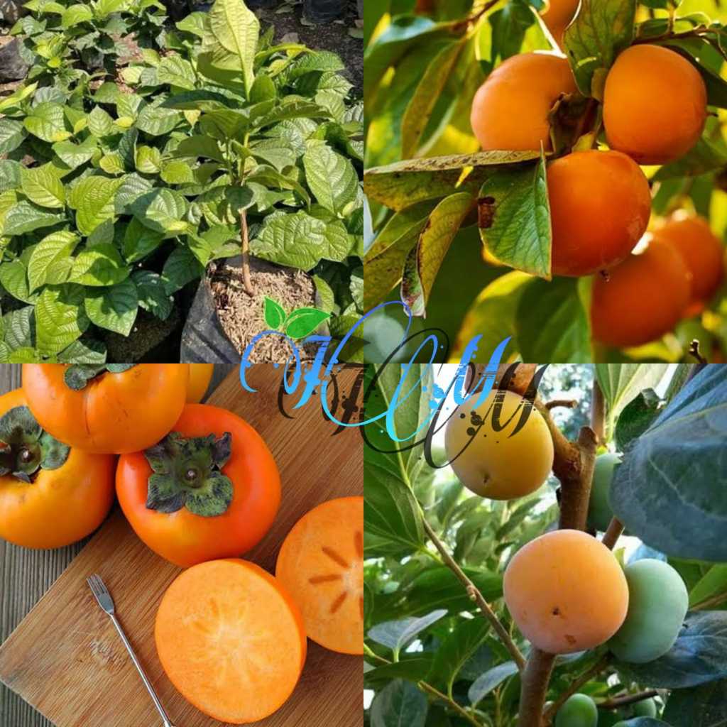 Jual tanaman kesemek jumbo unggul