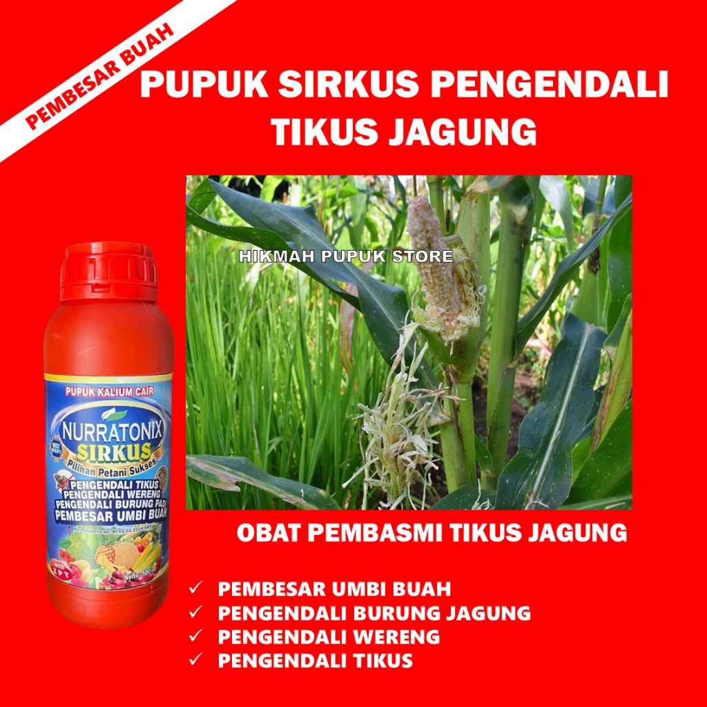 Pupuk Atasi Hama Tikus Pada Tanaman Jagung dan Padi - Obat Cair Organik Usir Hama Tikus Pada Umbi Ja