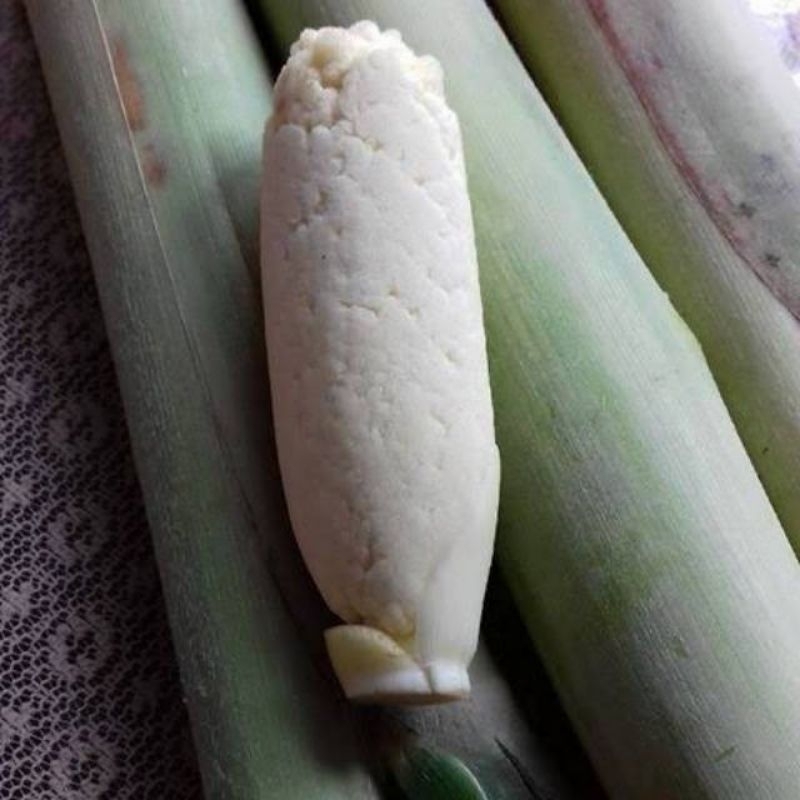 

Terubuk edong /sayur turubuk pulen 1ikat