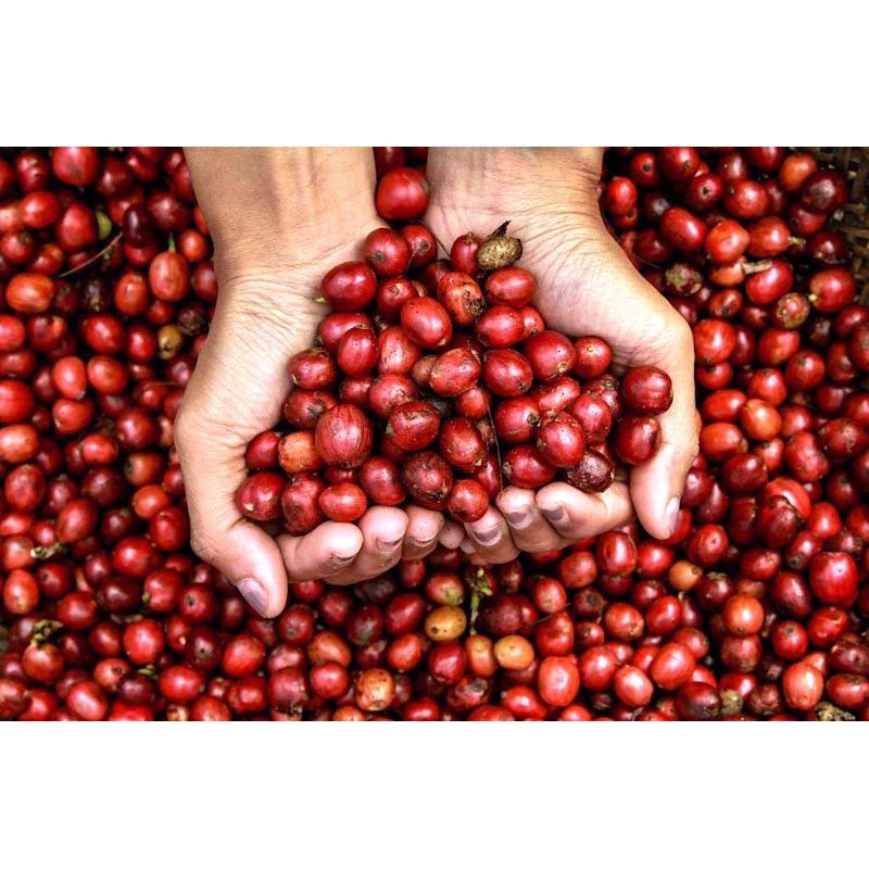 

biji kopi Robusta Lampung bagio baru petik merah/ceri 1000 gr