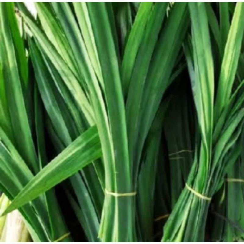 

Daun Pamdan / 1 ikat