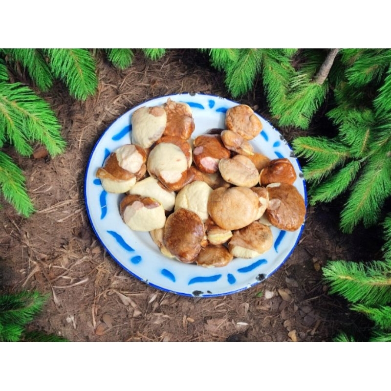 

Gayam Segar Asli Kebun