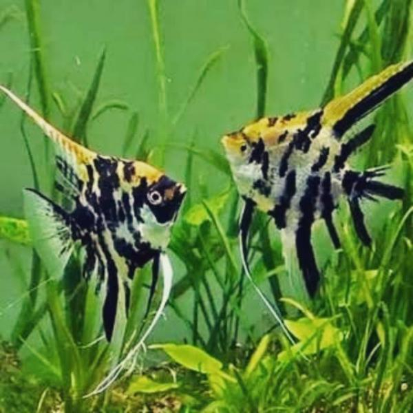 indukan manfish jumbo - size induk - jumbo manfish angel fish / ikan layang layang