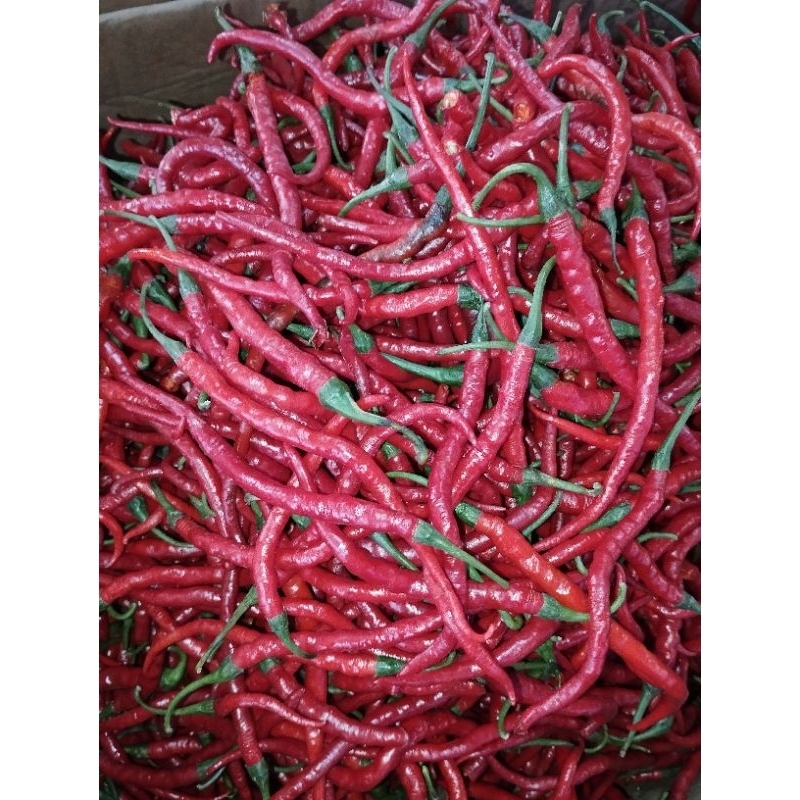 

cabe merah keriting
