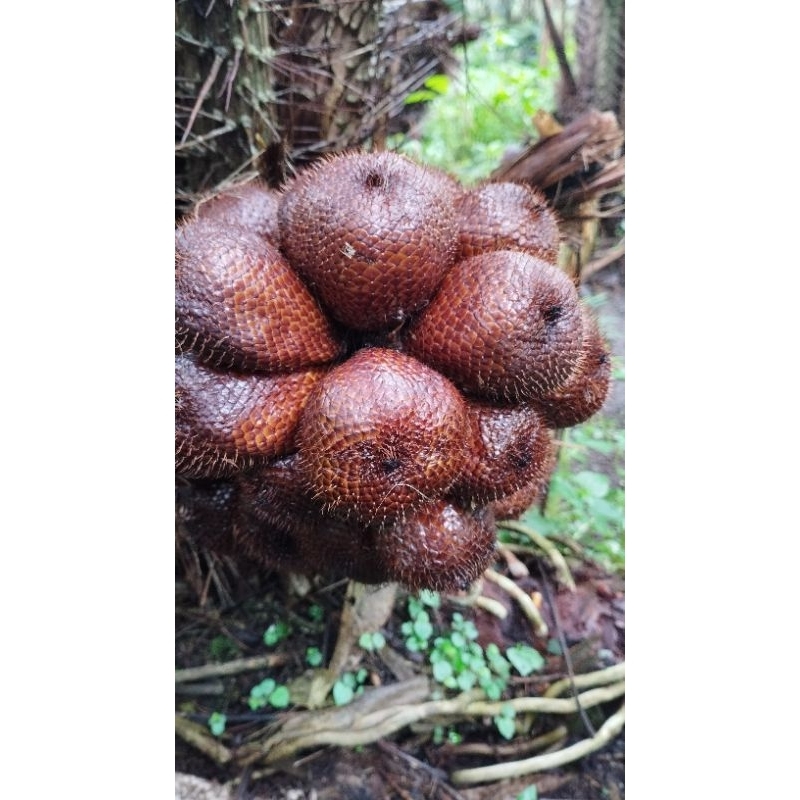 

Buah Salak Pondoh fress / Ukuran sedang-besar /harga per 1kg