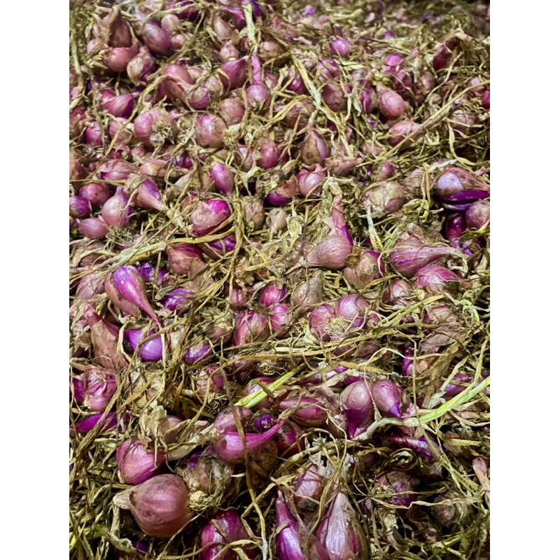 

bawang merah petani