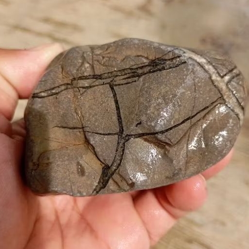 Rough batu tapak jalak garis hitam 621gr