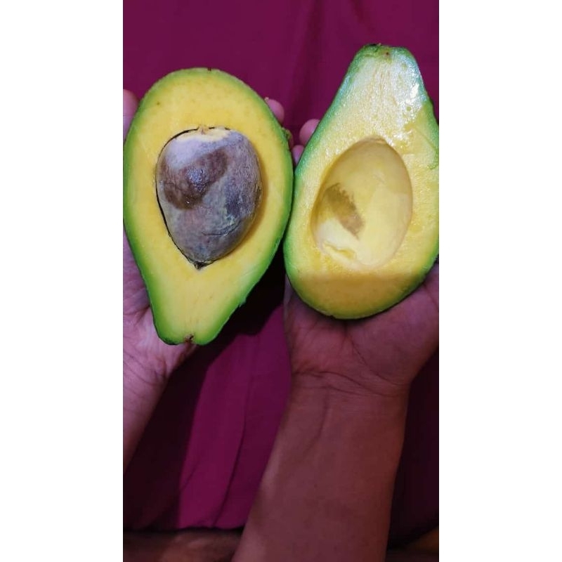 

Alpukat Mentega 1kg