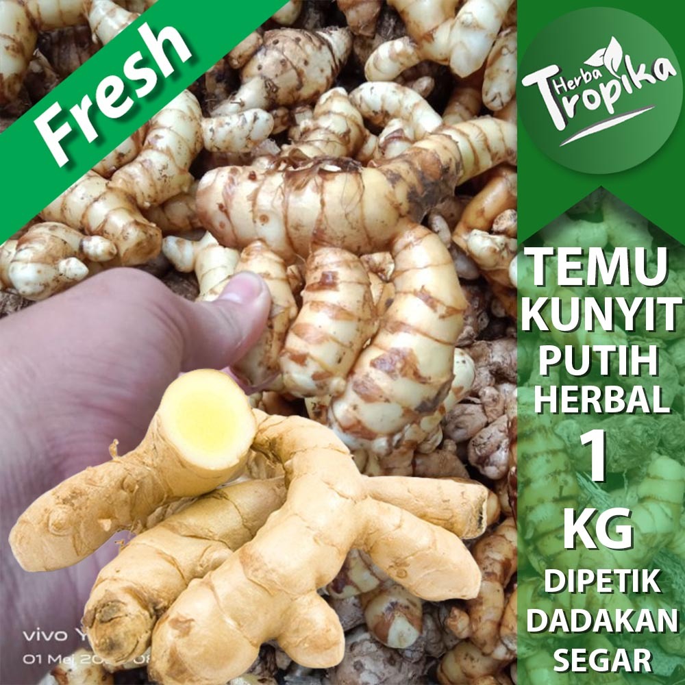 

Temu/Kunyit putih Segar 1 kg rempah dan herbal alami toko herba tropika