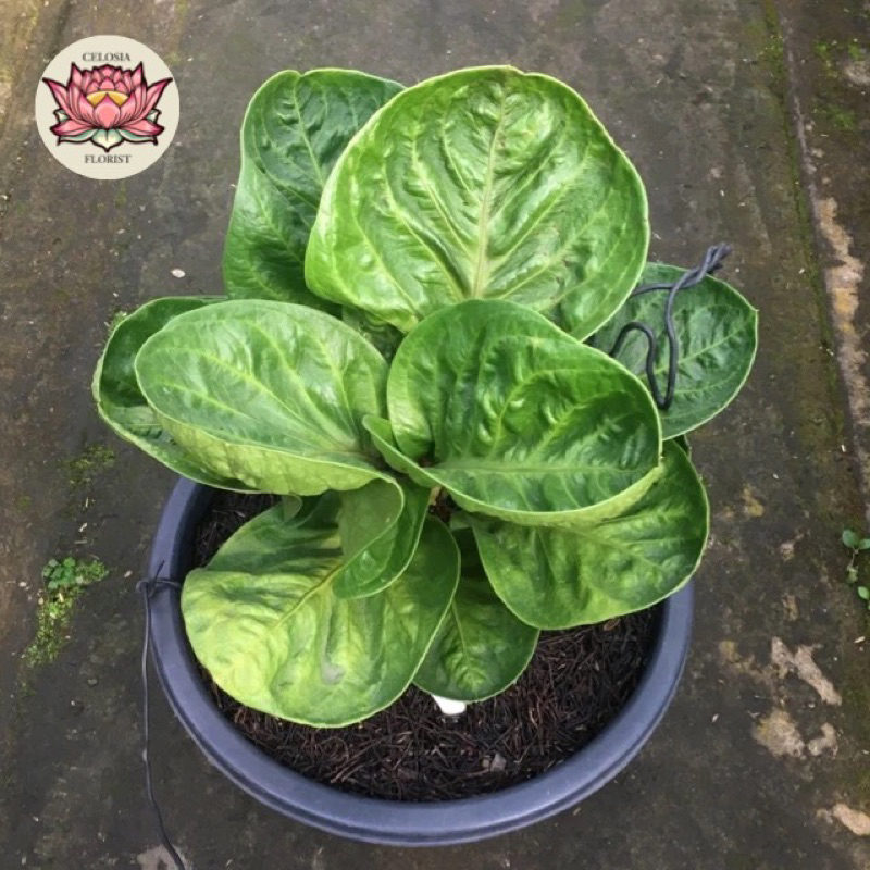 tanaman jemani mangkok grandpa