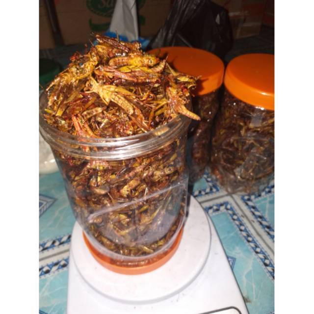 

belalang goreng kemasan toples sosis pedas gurih enak kecil