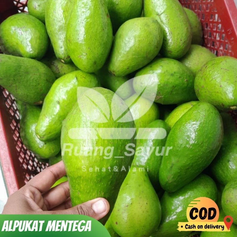 

Alpukat Mentega , Alpukat Mentega 1 Kg , Alpukat Mentega Fresh