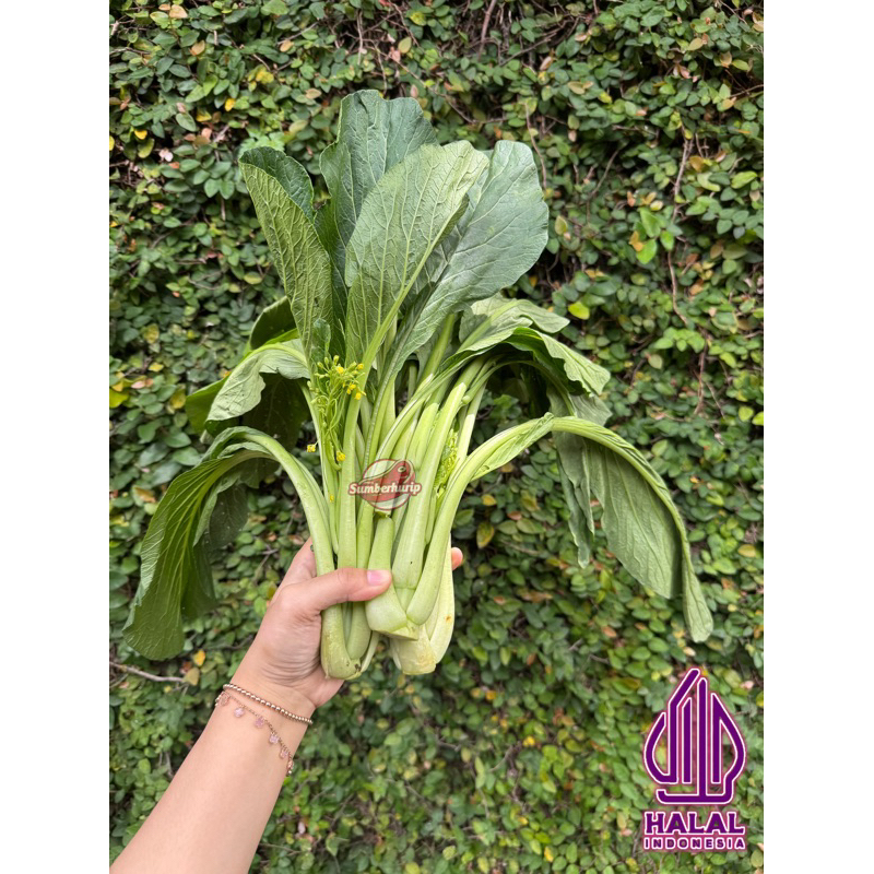 

SOSIN 500gr / SAYUR SOSIN 500gr