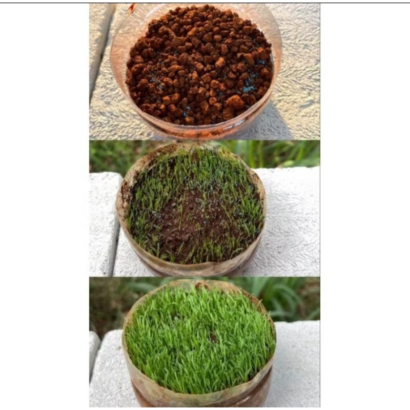 benih biji rumput grass speed bermuda grass